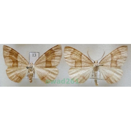 Plagodis pulveraria (Linnaeus, 1758) pair Czech13